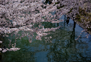 Fototapeta premium 春陽を浴びて綺麗な京都伏見の桜
