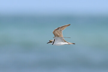 A Little Ringed Plover in flight on the beach