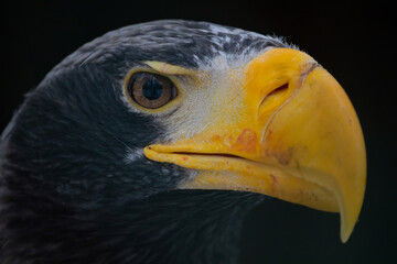 Steller's sea-eagle (Haliaeetus pelagicus)