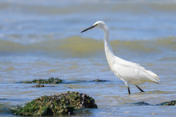 Fototapeta premium A Little Egret walking on the beach