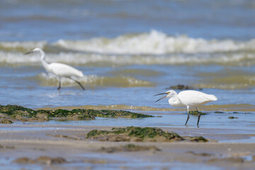 A Little Egret walking on the beach