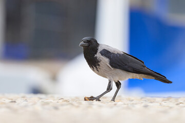 A carrion crow walking eating on the ground