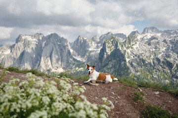 A Jack Russell Terrier dog rests on a mountain trail, a relaxed sentinel in the wild. Overlooking rugged peaks, the dog captures the tranquil essence of nature