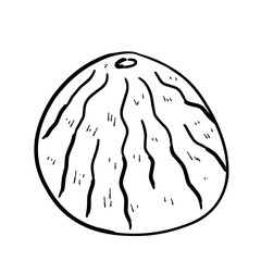 illustration of an watermelon
