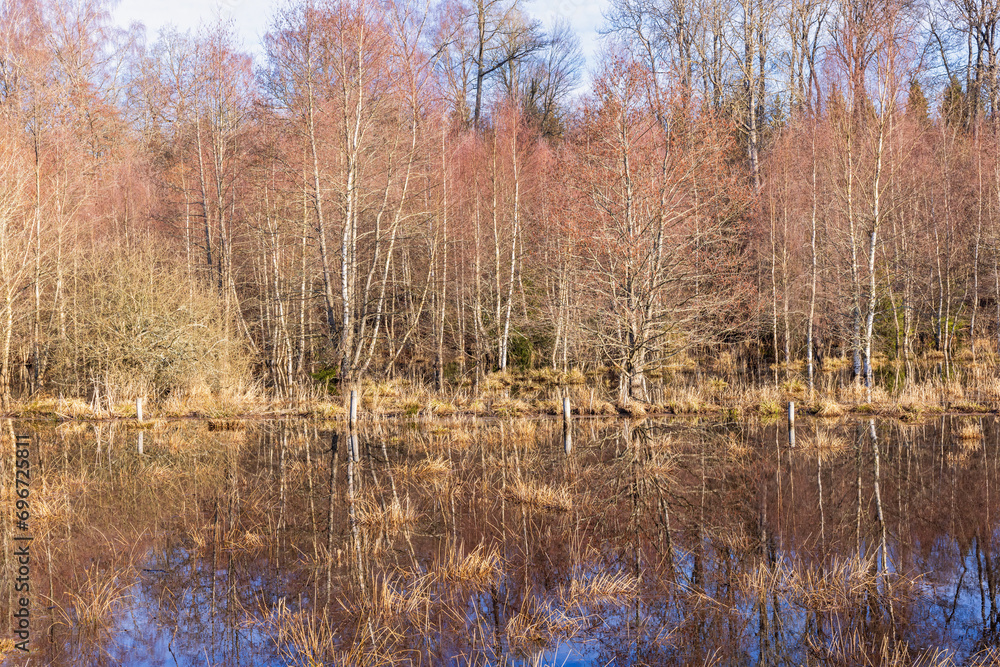 Canvas Prints Flooded meadow at the edge of the forest on a sunny spring day