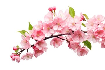 cherry blossom branch isolated on white background with clipping path, Cherry blossom sakura isolated on a white background with a clipping path, AI Generated
