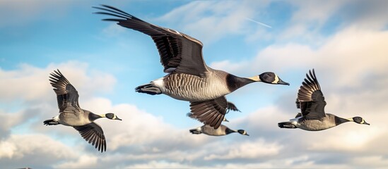 Flying group of Canadian geese moving - obrazy, fototapety, plakaty
