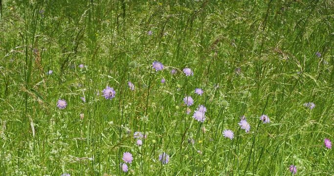 Field scabious (Knautia arvensis) Profusion of blue to lilac flowers on branched stems angled downwards, growing from early summer in a grassy field, swaying gracefully in the wind