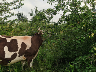 A white gray cow has run away and is eating green apples. - 696730432