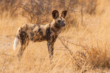 African wild dog (Lycaon pictus) standing on savanna in tall grass