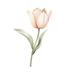 Watercolor illustration of a tulip flower isolated on background. PNG transparent background.