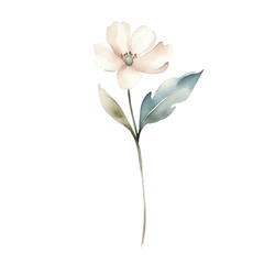 Watercolor illustration of a flower branch isolated on background. PNG transparent background.