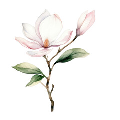 Watercolor illustration of a Magnolia flower branch isolated on background. PNG transparent background.