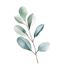 Watercolor illustration of a green leaves brunch,  eucalyptus isolated on background. PNG transparent background.