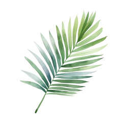 Watercolor illustration of palm leaf isolated on background. PNG transparent background.