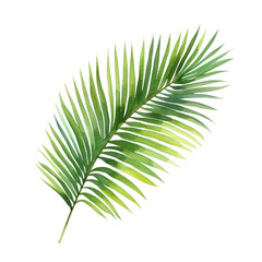 Watercolor illustration of palm leaf isolated on background. PNG transparent background