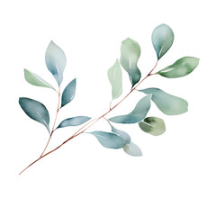 Watercolor illustration of a green leaves brunch,  eucalyptus isolated on background. PNG transparent background.