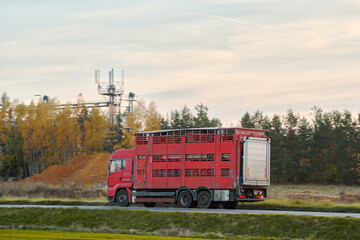 Livestock transportation and logistics. Rear side view of the animal transporter truck driving on a highway. Semi-trailer truck with farm animals in trailer on motorway.