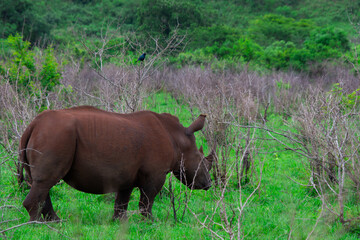 Pretty specimen of wild  rhinoceros in the nature of South Africa