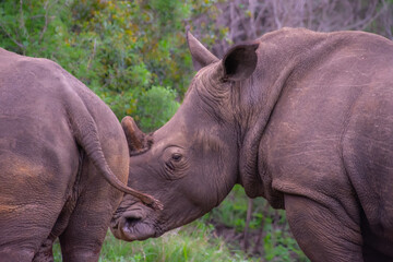 Obraz premium Pretty specimen of wild rhinoceros in the nature of South Africa