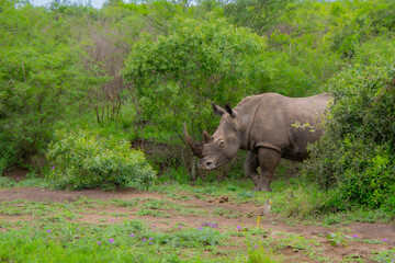 Fototapeta premium Pretty specimen of wild rhinoceros in the nature of South Africa