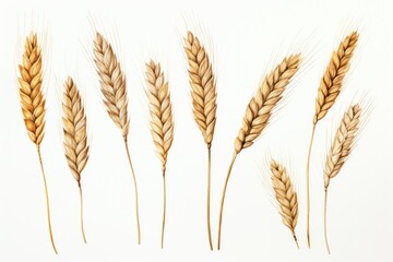 A collection of wheat stalks arranged neatly on a white surface. Perfect for agricultural or nature-themed designs