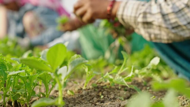 Close up of Indian women farmers hands as they pick saplings or harvest leafy vegetables on organic farm