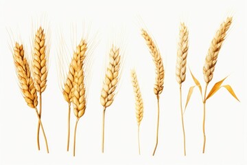 A row of wheat stalks on a white background. Can be used as a background image or for agricultural concepts