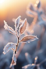 A close up image of a plant covered in frost. This picture can be used to depict the beauty of nature in winter
