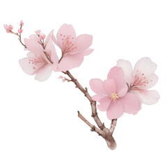Naklejka na ściany i meble Cherry blossom or sakura branch isolated on white background. Spring Flowers. Watercolor illustration.