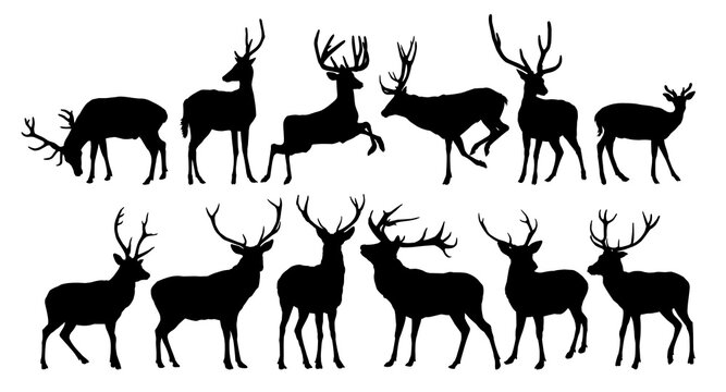 Set silhouettes of forest deer.
