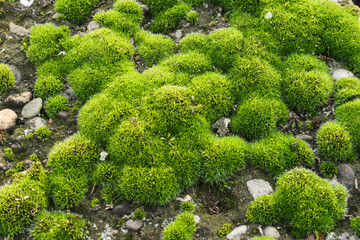 Moss meadow bark Bryopsida bush forest meadow