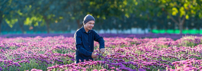 Asian farmer and florist is cutting purple chrysanthemum flowers using secateurs for cut flower...