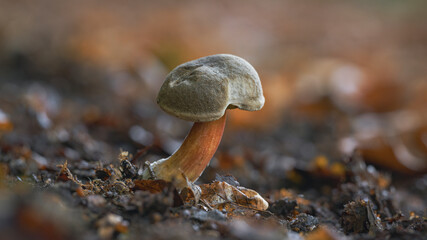 Pilze auf dem Waldboden