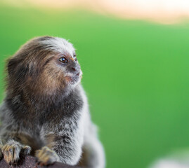 Curious Little Macaque Monkey with Food Scraps on its Face