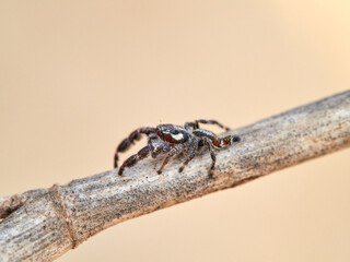 Small jumping spider on a plant. Thyene imperialis