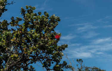 Flowering Ohia Lehua tree at the Volcanoes National Park on the Big Island of Hawaii