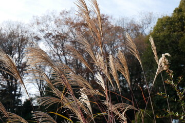 風に揺れるススキ