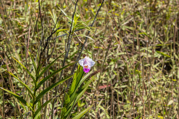 Beautiful wild Bamboo Orchid flower near Kilauea Crater caldera rim  at the Volcanoes National on...