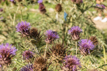 Cynara Cardunculus Native From Mediterranean Region