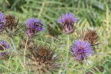 Cynara Cardunculus Native From Mediterranean Region