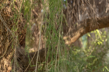 Melaleuca Diosmifolia Native From New South Wales - Queensland