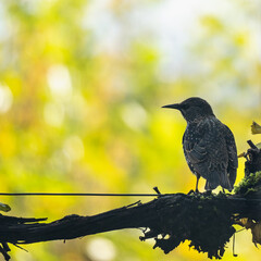 étourneau posé sur la vigne