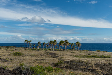 Scenic coastal vista at the Volcanoes National Park on the Big Island of Hawaii with a grove of palm trees in the foreground