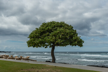 Scenic solitary tropical tree at the beach on the Big Island of Hawaii on a heavily overcast day