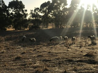 Australian Sheep