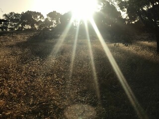 Australia Sun Through Trees