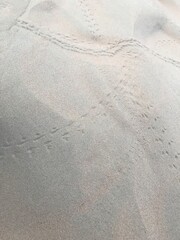 Middle East Desert Scorpion Tracks