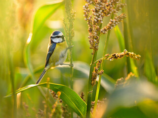 Blaumeise (Cyanistes caeruleus) auf einer Pflanze