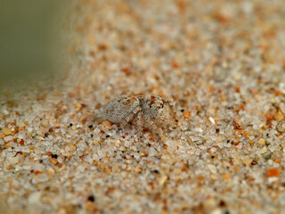 Small jumping spider camouflaged in the sand on the beach. Genus Pseudomogrus. Species unknown to science.